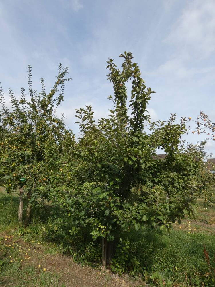 userfiles/produit/5757/arbre_var_317_petit jaune.jpg